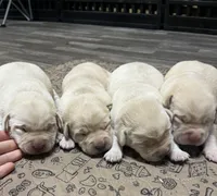 Chunky Yellow female, a female Labrador Retriever for sale in Jamesville, NC – Photo 3 of 9