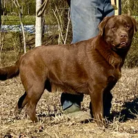 Chunky Yellow female, a female Labrador Retriever for sale in Jamesville, NC – Photo 4 of 8
