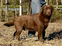 Chunky Yellow female, a female Labrador Retriever for sale in Jamesville, NC – Photo 6 of 9