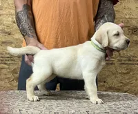 English yellow boy, a male Labrador Retriever for sale in Jamesville, NC – 2 of 9