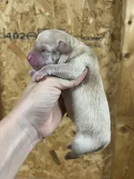 English yellow girl, a female Labrador Retriever for sale in Jamesville, NC – 1 of 5