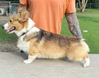 Axel, a male Pembroke Welsh Corgi for sale in Jamesville, NC – 3 of 5