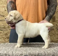 English yellow girl, a female Labrador Retriever for sale in Jamesville, NC – 5 of 10