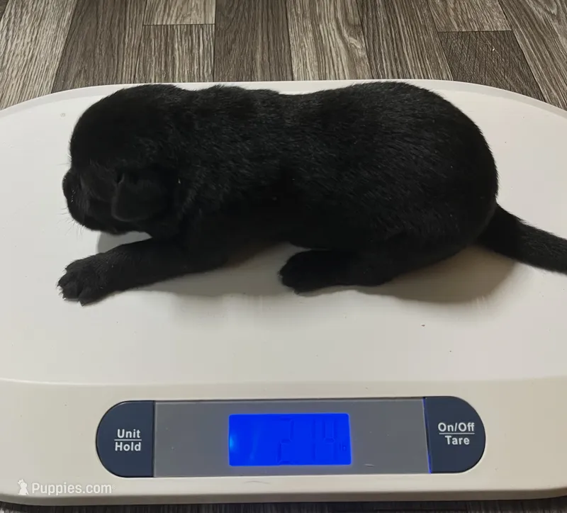 English black boy – Labrador Retriever puppy for sale in Jamesville, NC