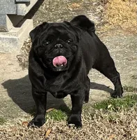 Black girl, a female Pug for sale in Jamesville, NC – 4 of 7