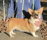 Lux, a female Pembroke Welsh Corgi for sale in Jamesville, NC – 5 of 6