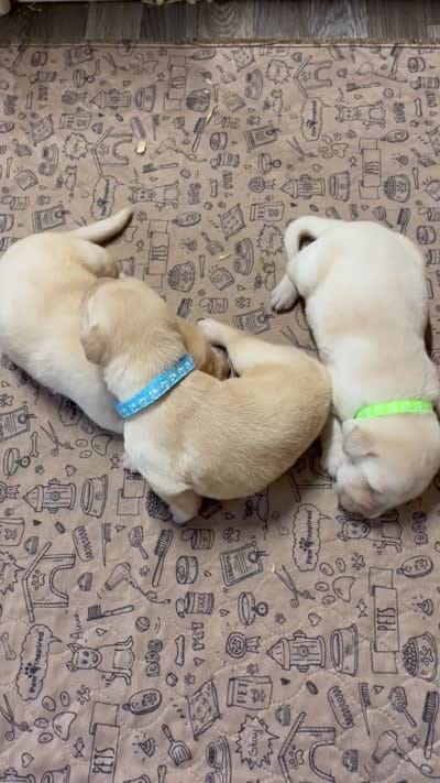 English yellow boy, a male Labrador Retriever for sale in Jamesville, NC – 9 of 9