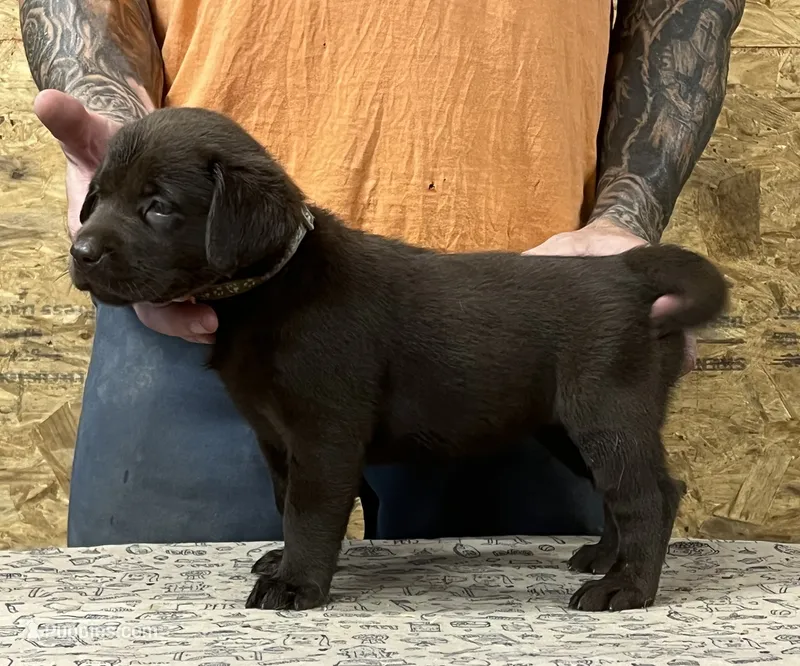 English chocolate girl – Labrador Retriever puppy for sale in Jamesville, NC