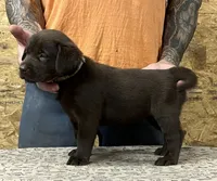 English chocolate girl, a female Labrador Retriever for sale in Jamesville, NC – 1 of 9