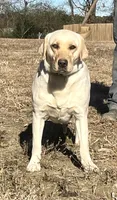 English yellow girl, a female Labrador Retriever for sale in Jamesville, NC – 3 of 5