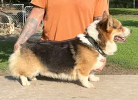 Max, a male Pembroke Welsh Corgi for sale in Jamesville, NC – 4 of 7