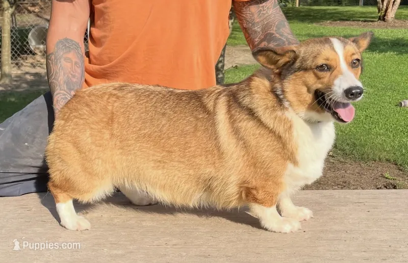 Willow – Pembroke Welsh Corgi puppy for sale in Jamesville, NC