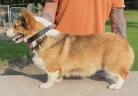 Willow, a female Pembroke Welsh Corgi for sale in Jamesville, NC – 2 of 4