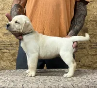 English yellow boy, a male Labrador Retriever for sale in Jamesville, NC – 4 of 9