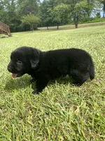 Lab/corgi boy, a male Pembroke Welsh Corgi and Labrador Retriever for sale in Jamesville, NC – 3 of 6