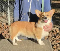 Lux, a female Pembroke Welsh Corgi for sale in Jamesville, NC – 4 of 6
