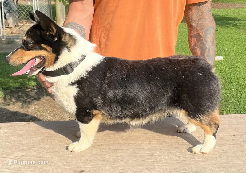 Frannie – Pembroke Welsh Corgi puppy for sale in Jamesville, NC