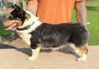 Frannie, a female Pembroke Welsh Corgi for sale in Jamesville, NC – 1 of 10