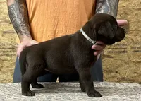English chocolate girl, a female Labrador Retriever for sale in Jamesville, NC – 6 of 9
