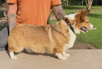 Willow, a female Pembroke Welsh Corgi for sale in Jamesville, NC – 3 of 4