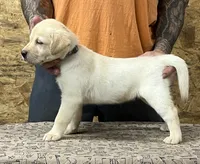 English yellow girl, a female Labrador Retriever for sale in Jamesville, NC – 3 of 10