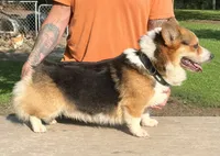 Max, a male Pembroke Welsh Corgi for sale in Jamesville, NC – 5 of 7