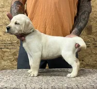 English yellow boy, a male Labrador Retriever for sale in Jamesville, NC – 3 of 9