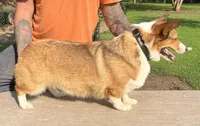 Willow, a female Pembroke Welsh Corgi for sale in Jamesville, NC – 3 of 3