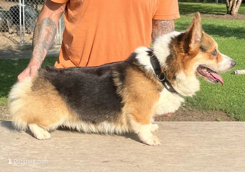 Max – Pembroke Welsh Corgi puppy for sale in Jamesville, NC