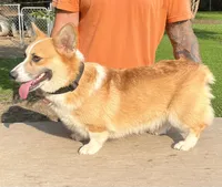 Luna, a female Pembroke Welsh Corgi for sale in Jamesville, NC – 6 of 6