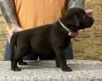 English chocolate girl, a female Labrador Retriever for sale in Jamesville, NC – 4 of 9