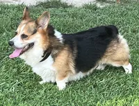 Max, a male Pembroke Welsh Corgi for sale in Jamesville, NC – 7 of 7