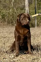 English chocolate girl, a female Labrador Retriever for sale in Jamesville, NC – 4 of 6
