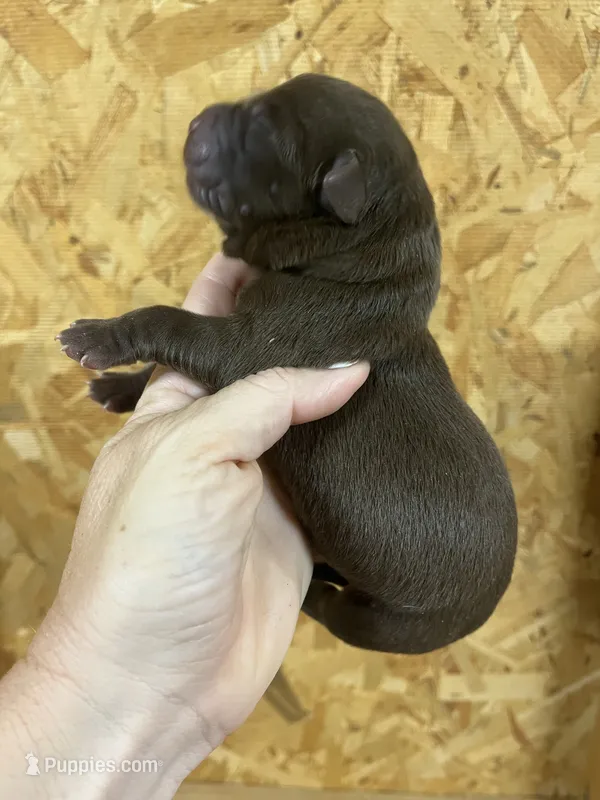English chocolate girl – Labrador Retriever puppy for sale in Jamesville, NC