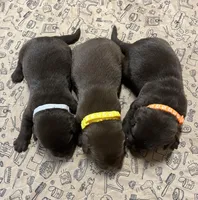 English chocolate girl, a female Labrador Retriever for sale in Jamesville, NC – 3 of 9