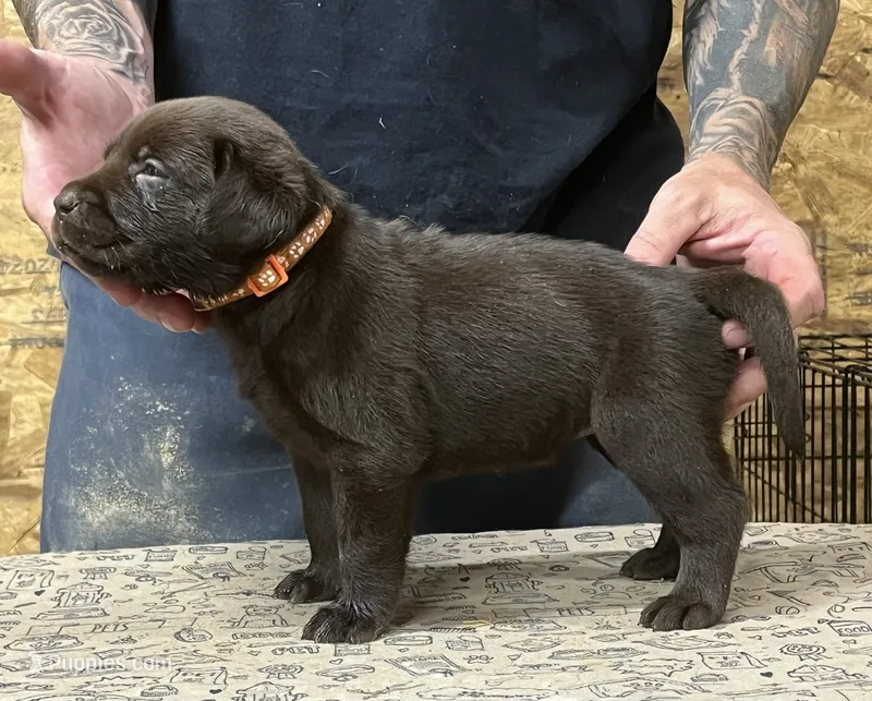English chocolate girl – Labrador Retriever puppy for sale in Jamesville, NC