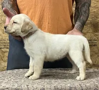 English yellow girl, a female Labrador Retriever for sale in Jamesville, NC – 2 of 10
