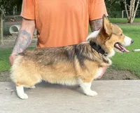 Axel, a male Pembroke Welsh Corgi for sale in Jamesville, NC – 4 of 5
