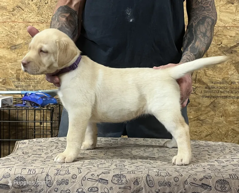English yellow girl – Labrador Retriever puppy for sale in Jamesville, NC