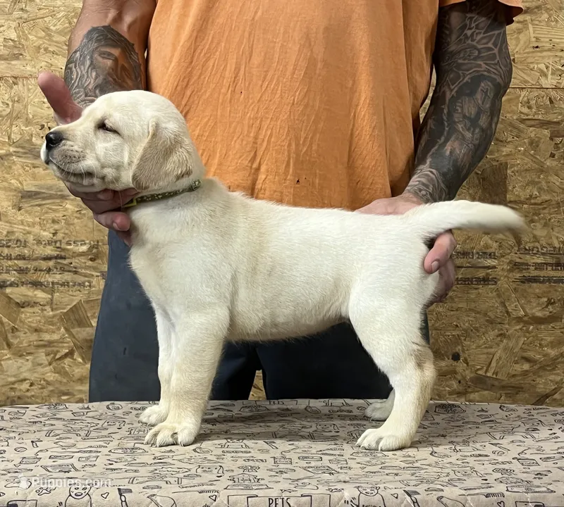 English yellow boy – Labrador Retriever puppy for sale in Jamesville, NC