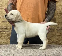 English yellow boy, a male Labrador Retriever for sale in Jamesville, NC – 1 of 9