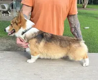 Axel, a male Pembroke Welsh Corgi for sale in Jamesville, NC – 5 of 5
