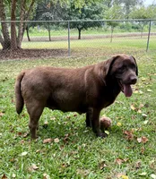 Lab/corgi boy, a male Pembroke Welsh Corgi and Labrador Retriever for sale in Jamesville, NC – 5 of 6