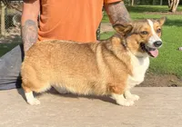 Willow, a female Pembroke Welsh Corgi for sale in Jamesville, NC – 1 of 3