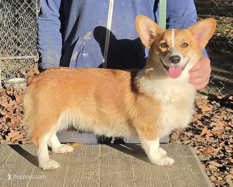 Lux – Pembroke Welsh Corgi puppy for sale in Jamesville, NC