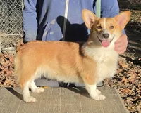 Lux, a female Pembroke Welsh Corgi for sale in Jamesville, NC – 1 of 6