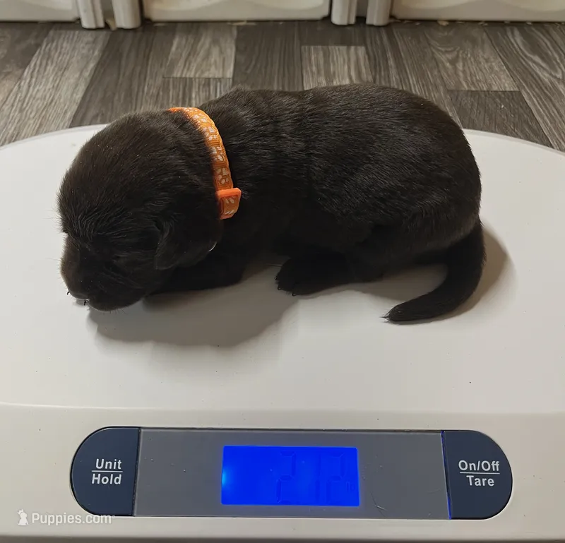 English chocolate girl – Labrador Retriever puppy for sale in Jamesville, NC