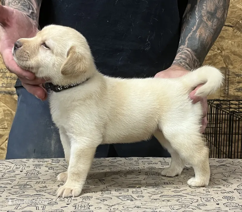 English yellow boy – Labrador Retriever puppy for sale in Jamesville, NC