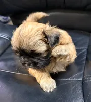 AKC Black mask, a male Shih Tzu for sale in Houston, MS – Photo 4 of 4