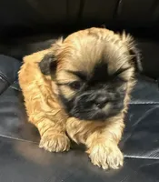 AKC Black mask, a male Shih Tzu for sale in Houston, MS – Photo 1 of 4